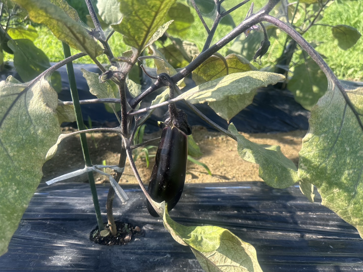 エコ畑の野菜たち